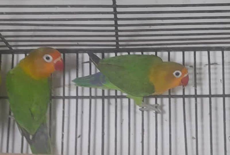 Breeder love birds for sale 0312-5001836 3