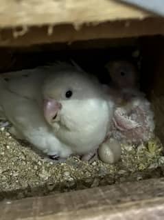 Albino black breeder pair with 2 healthy chicks