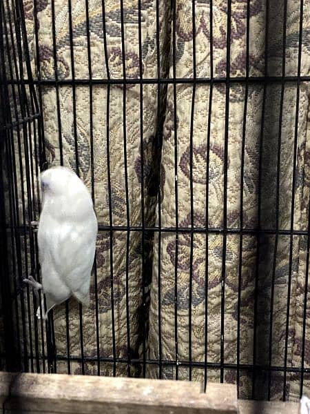 Albino black breeder pair with 2 healthy chicks 2