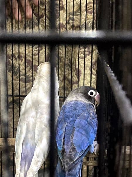 Albino black breeder pair with 2 healthy chicks 3