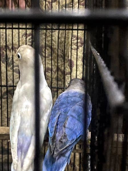 Albino black breeder pair with 2 healthy chicks 4