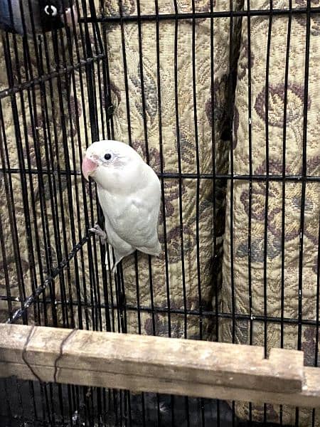 Albino black breeder pair with 2 healthy chicks 6