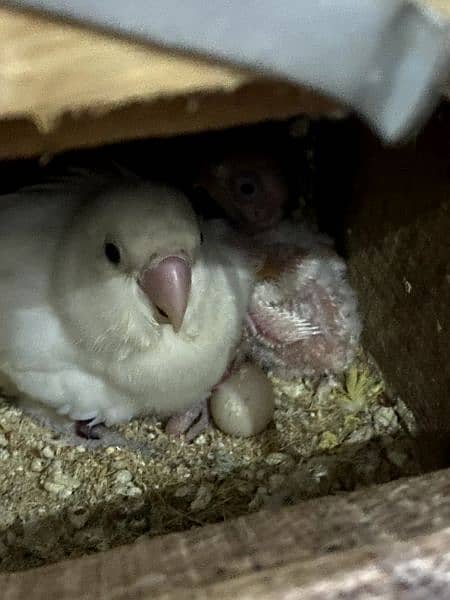 Albino black breeder pair with 2 healthy chicks 7