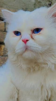 Persian cat /double coat/punch face cat 0