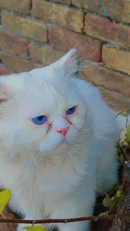 Persian cat /double coat/punch face cat 1