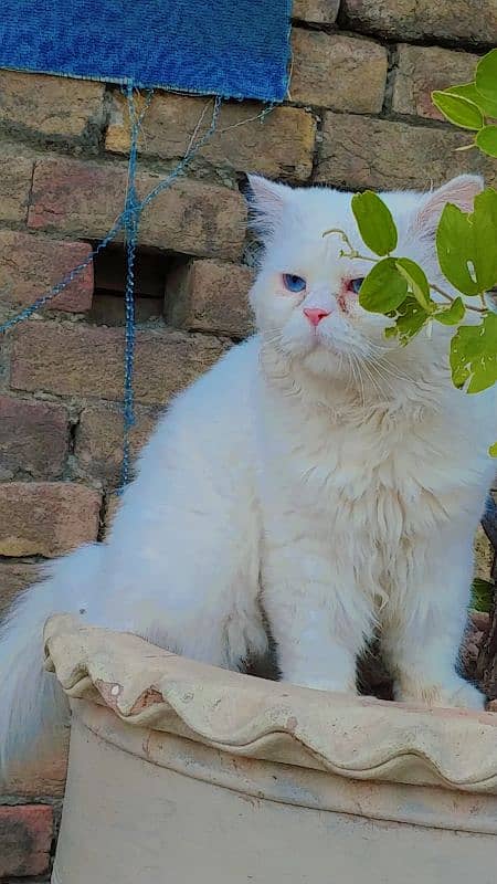 Persian cat /double coat/punch face cat 2