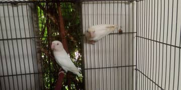 Albino red and black eyes pair