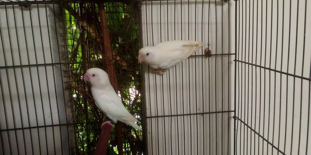 Albino red and black eyes pair 1