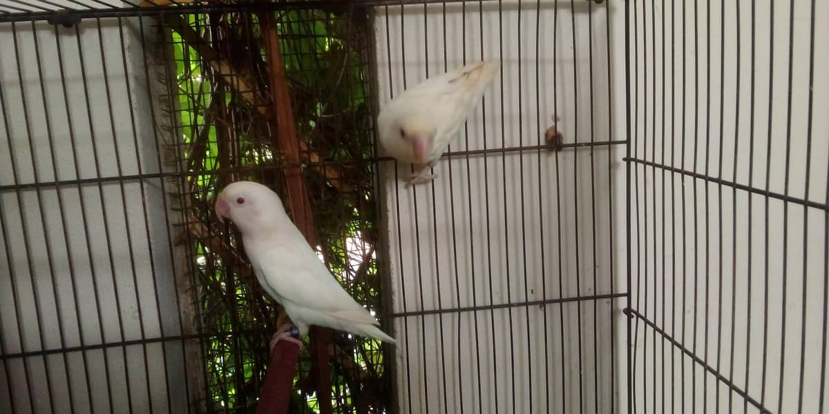 Albino red and black eyes pair 2