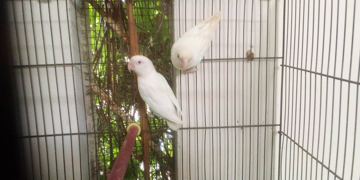 Albino red and black eyes pair 3