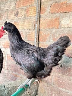 ayam cemani egg laying hen 0