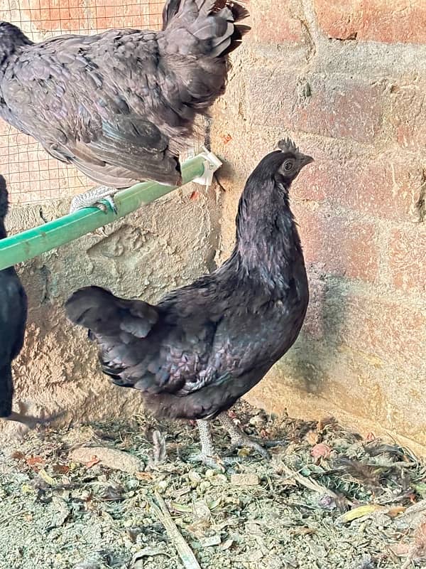 ayam cemani egg laying hen 1