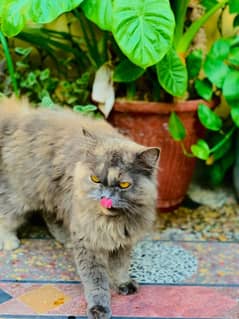 Persian Cat Duble Coated, punch Face