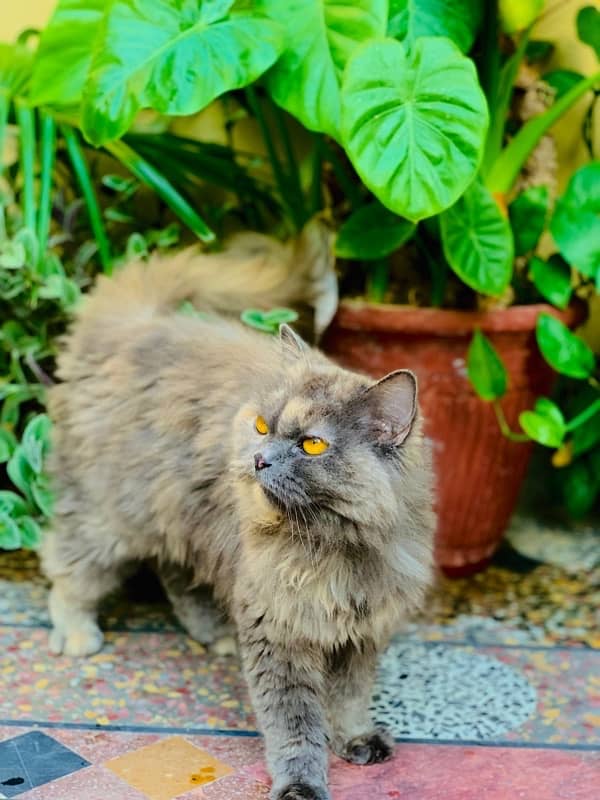 Persian Cat Duble Coated, punch Face 2