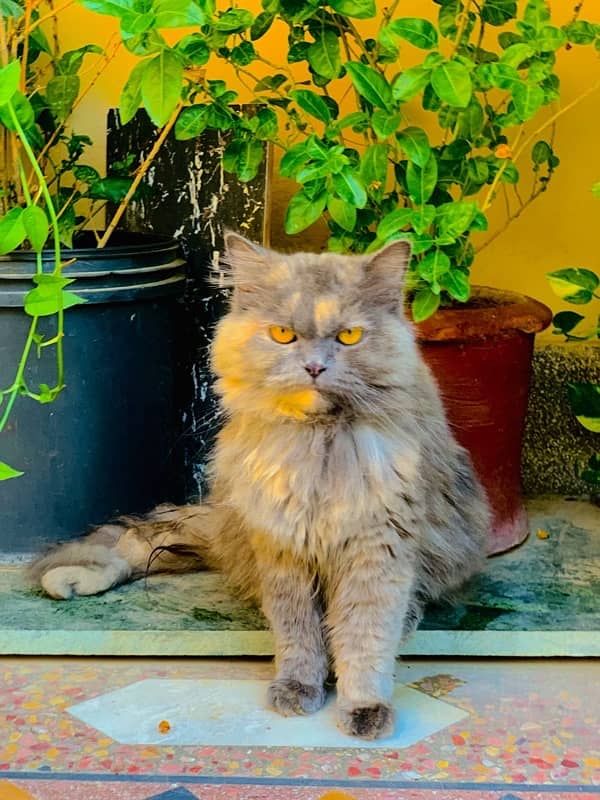 Persian Cat Duble Coated, punch Face 3