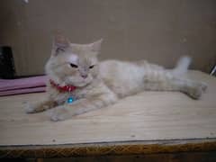 Persian cat contact number 03184874402