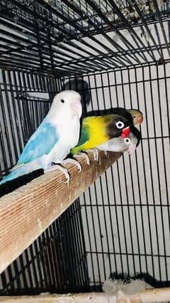 all breeder pair available location Sialkot