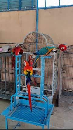 green wing , blue gold , Ruby ,scarlet macaw