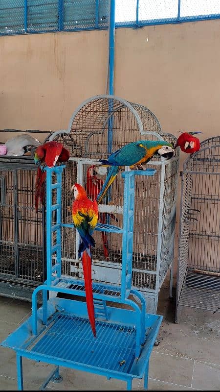 green wing , blue gold , Ruby ,scarlet macaw 0