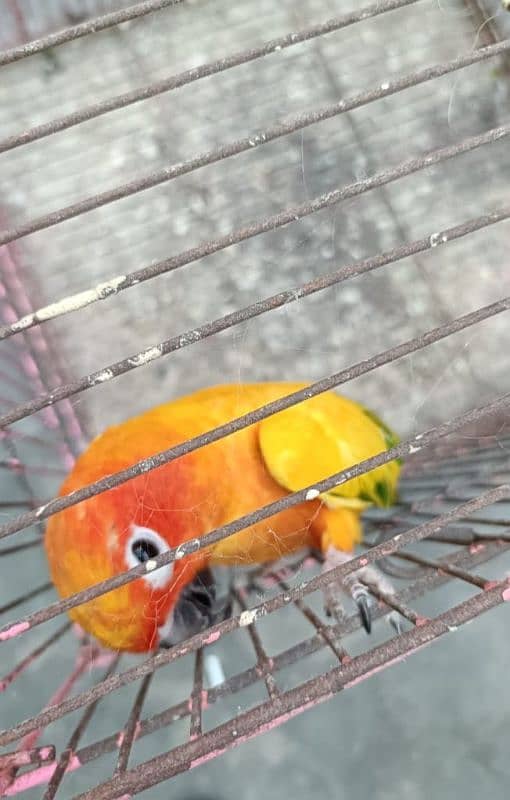 Sun conure adult male for sale 0