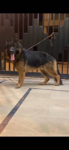 black & ten german sheped