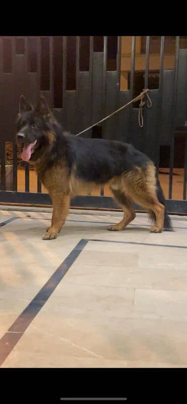 black & ten german sheped 1