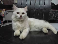 Healthy and Playful Persian cat for sale low price 03254240227