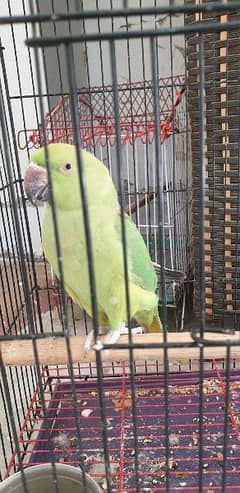 green parrot with cage