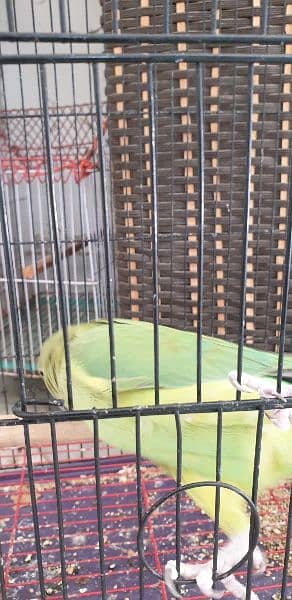 green parrot with cage 1