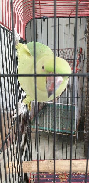 green parrot with cage 2