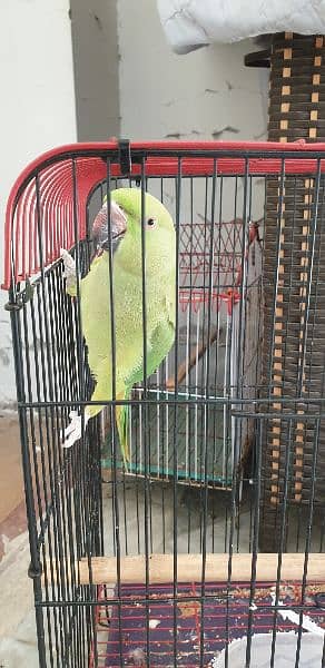 green parrot with cage 3