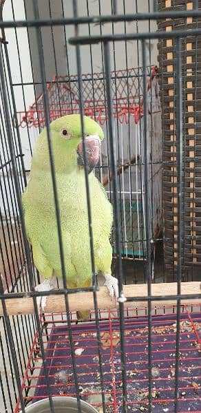 green parrot with cage 4