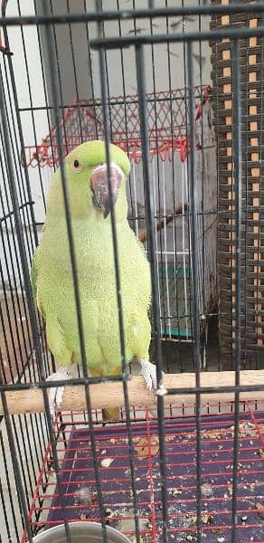 green parrot with cage 5