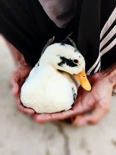 White Duck