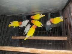 Birds Setup For Sale