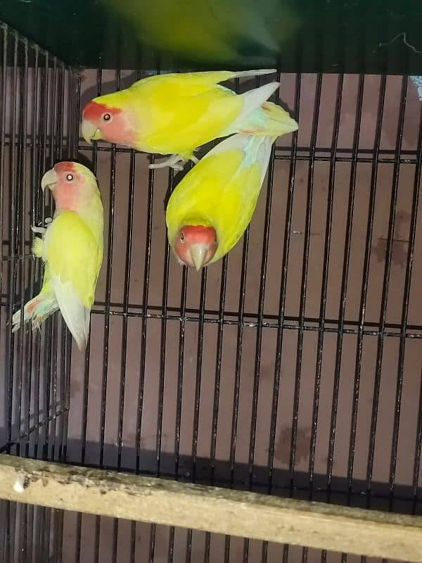 Birds Setup For Sale 1