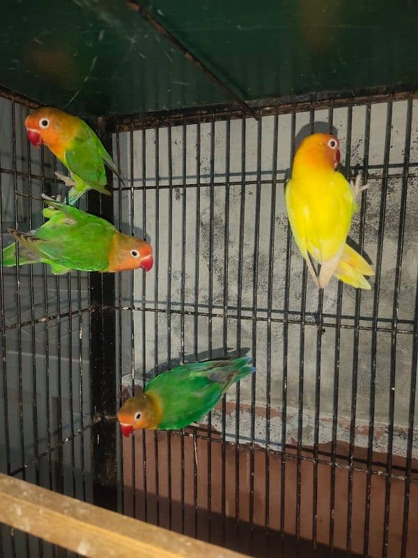 Birds Setup For Sale 3