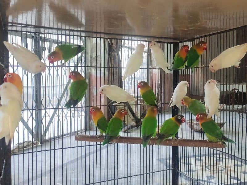 Birds Setup For Sale 5