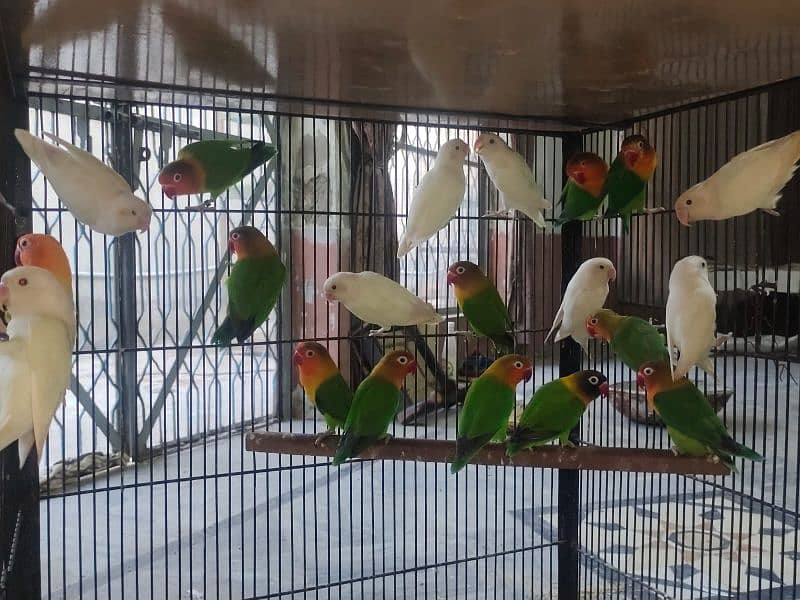 Birds Setup For Sale 6