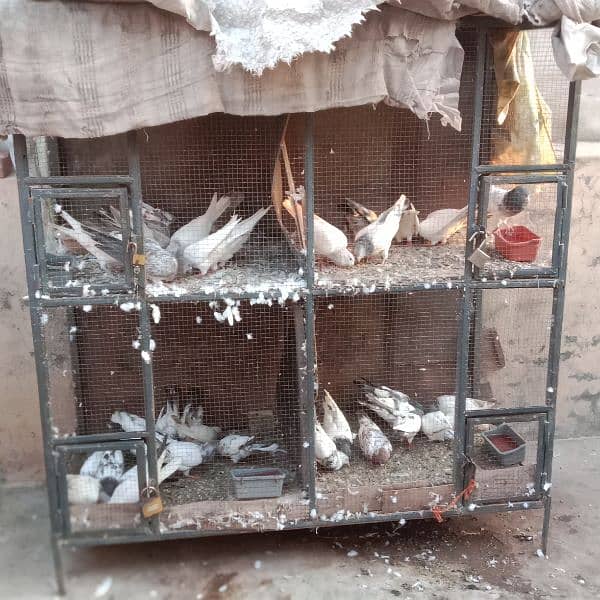 Birds cage made of iron 1