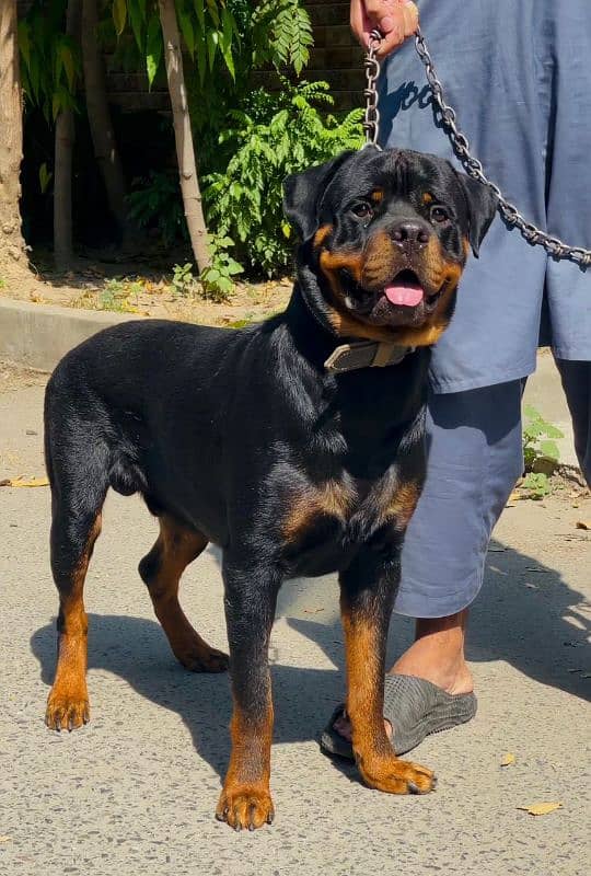 Rottweiler 03234696626 4