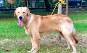 golden retriever 03234696626