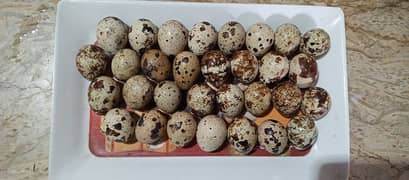 Quail/Batair eggs