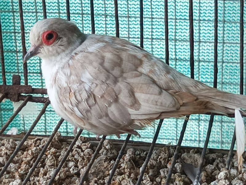 RED AND DIAMOND PIED BREEDER MALE 3