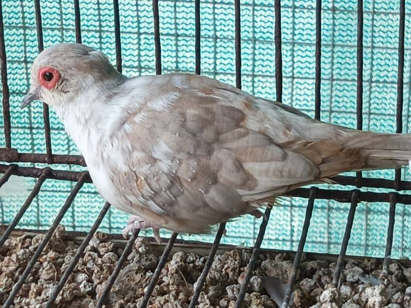 RED AND DIAMOND PIED BREEDER MALE 5