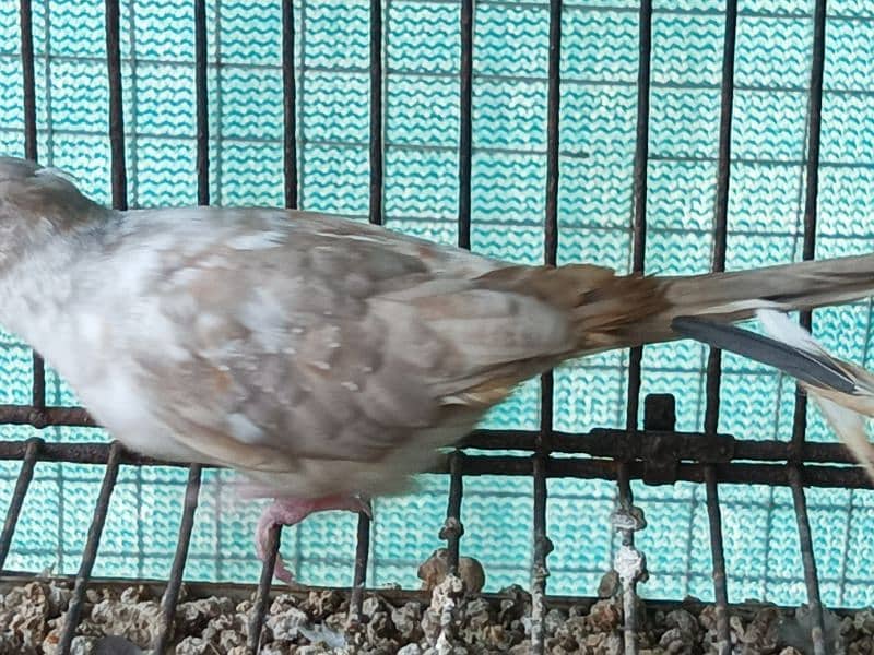 RED AND DIAMOND PIED BREEDER MALE 9