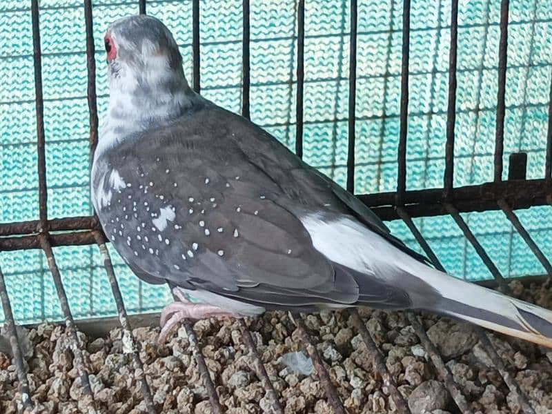 RED AND DIAMOND PIED BREEDER MALE 11