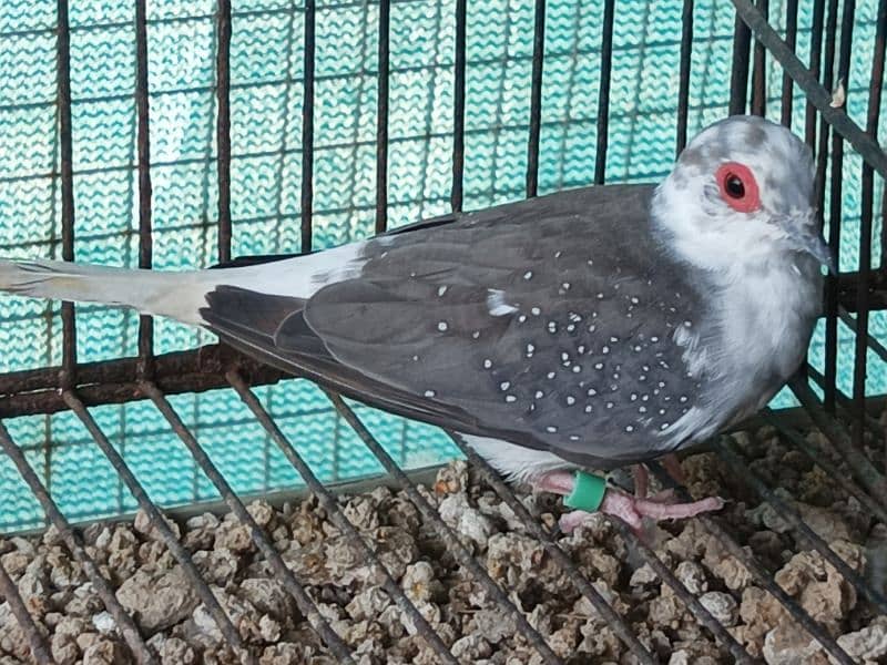 RED AND DIAMOND PIED BREEDER MALE 14