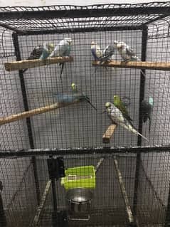 budgies  5 pair and 3  females