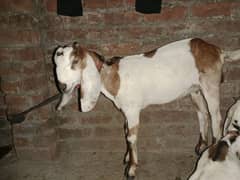 desi bakri